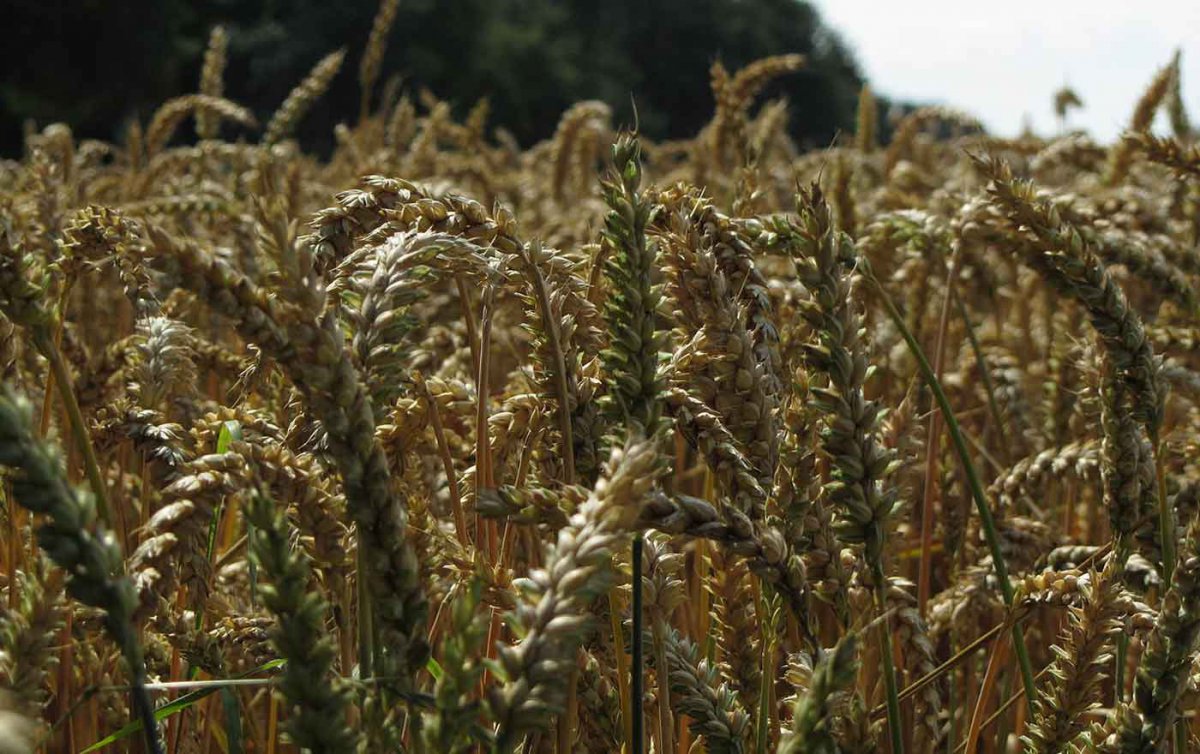 Es gebe weltweit genügend Nahrungsmittel für alle, jedoch bleiben viele vom Zugang dazu ausgeschlossen, kritisieren &quot;Brot für die Welt&quot; und &quot;FIAN&quot;. Foto: wikimedia/Jan Reschuh
