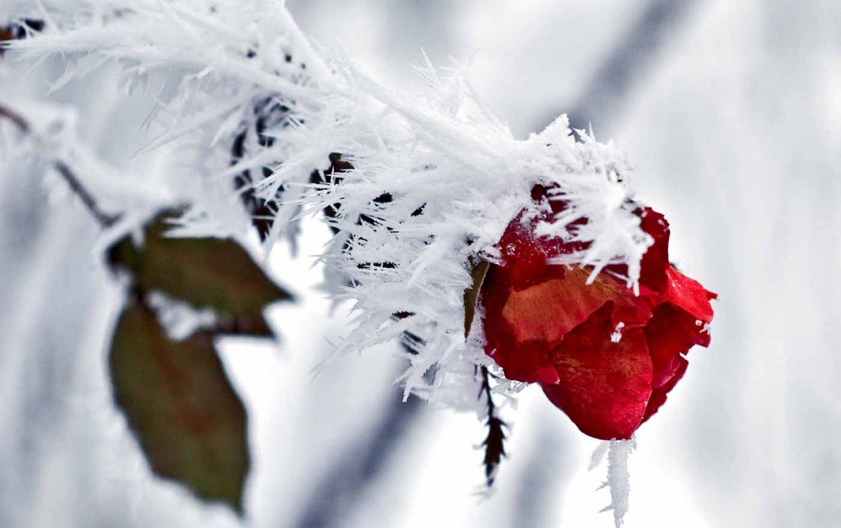 &quot;Ich will glauben, dass Gott es gut mit uns Menschen meint, dass wir in seinen herrlichen Wohnungen ankommen. Ist das nicht eine wundervolle Aussicht, für unsere Toten und eines Tages auch für uns?&quot; Foto: pixabay