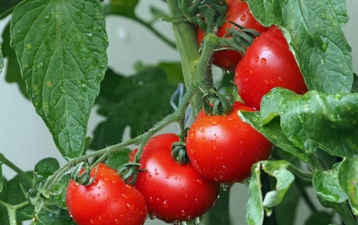 Nachhaltiges Gemüse wird im City-Gardening-Projekt der Inklusiven Fit-Schule der Diakonie Bildung in Wien geerntet. Foto: pixabay
