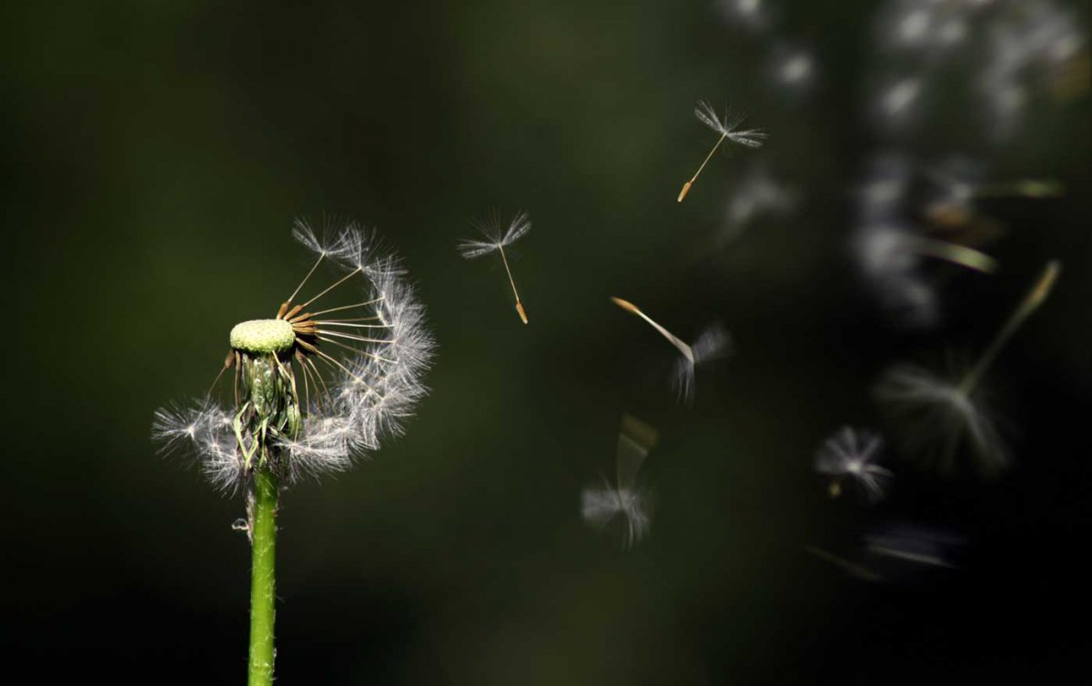 &quot;Wenn Kinder bei Beerdigungen dabei sind, können auch sie aktiv Abschied nehmen und ihre Trauer verarbeiten. Wenn ein Kind nicht dabei sein kann, ist das jedenfalls etwas, das nie mehr nachgeholt werden kann.&quot; Foto: pixabay